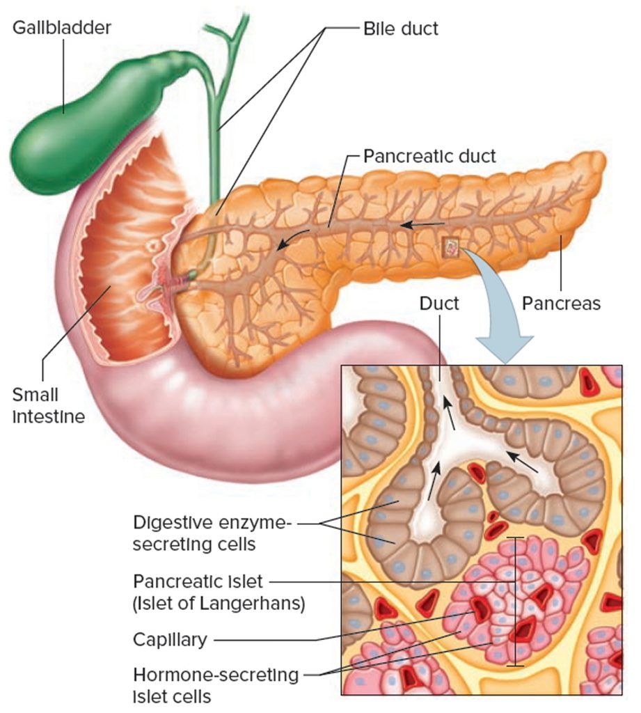 Trypsin Enzyme Function Production Cleavage Trypsin Inhibitor