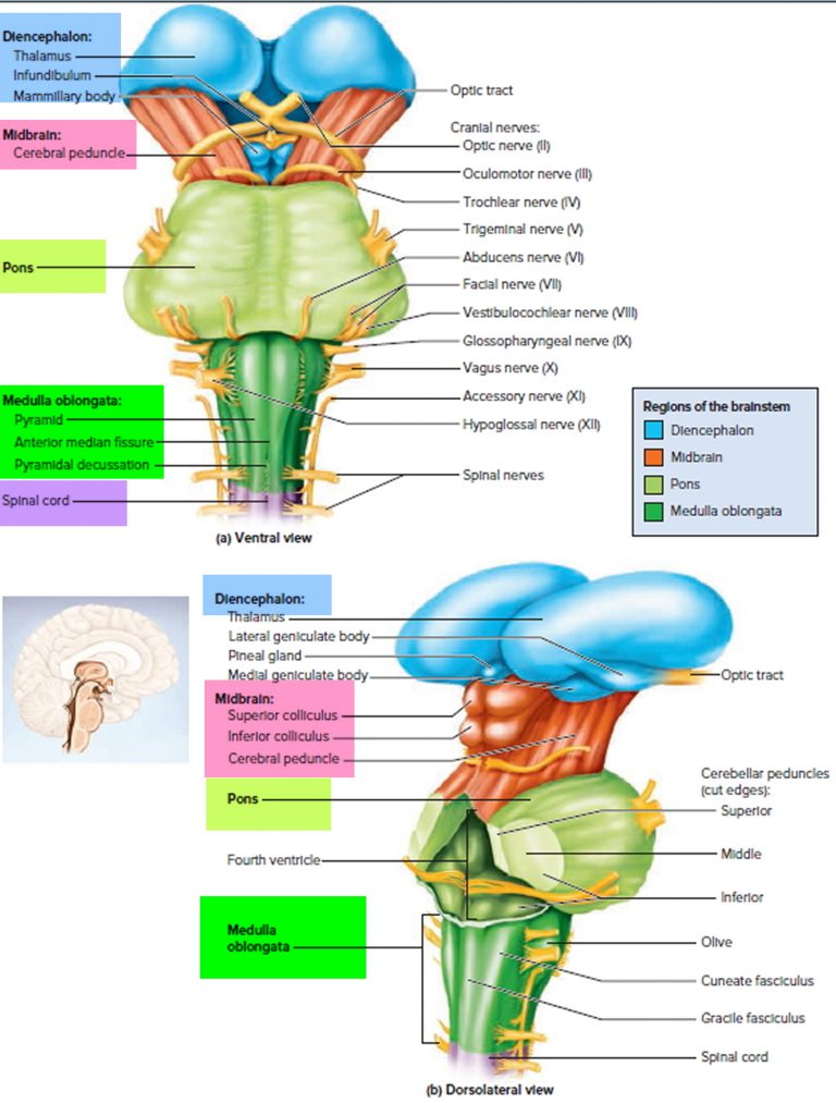 Medulloblastoma Cancer Causes Symptoms Prognosis Treatment