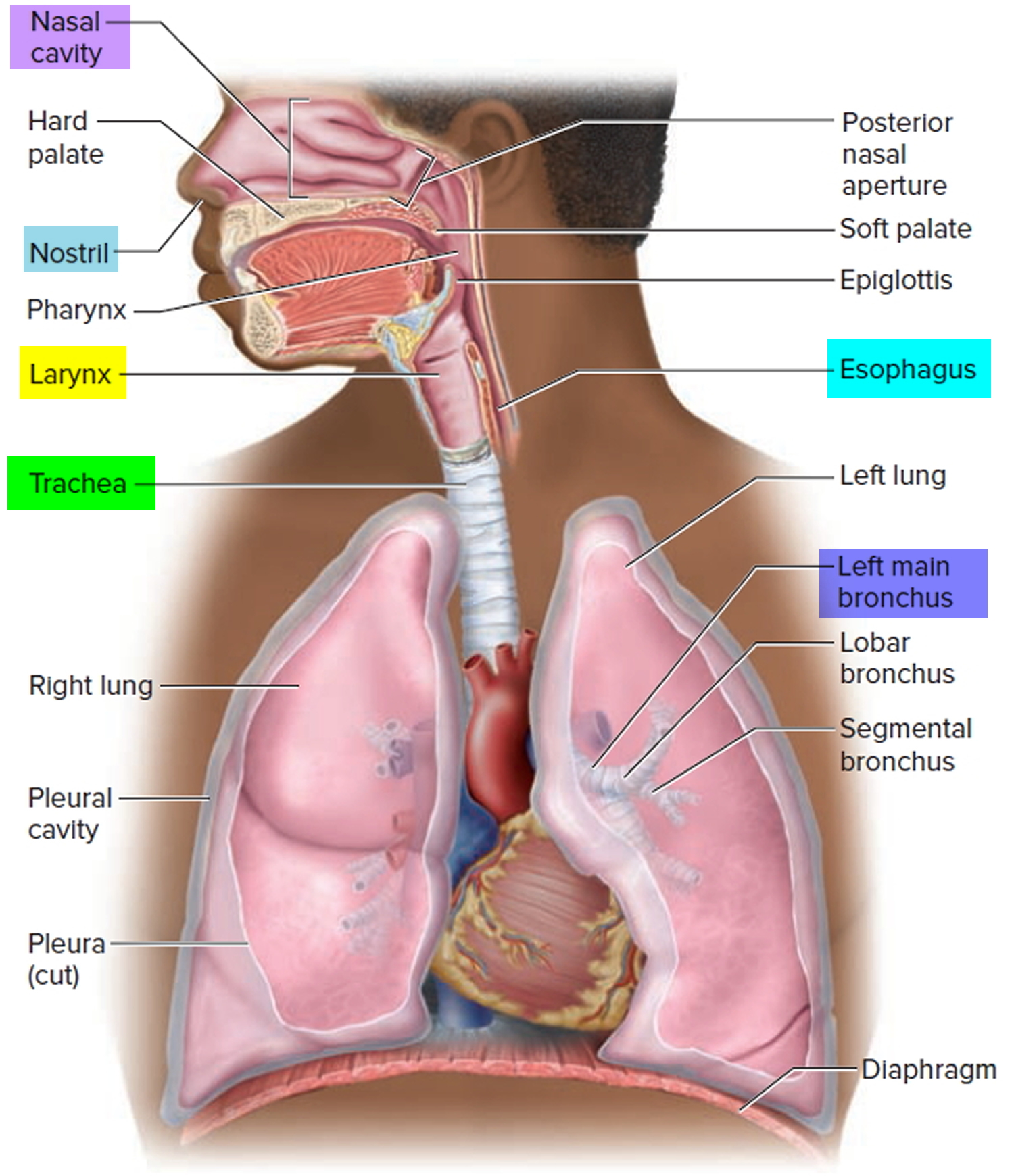 Trachea Anatomy Function Trachea And Esophagus Location