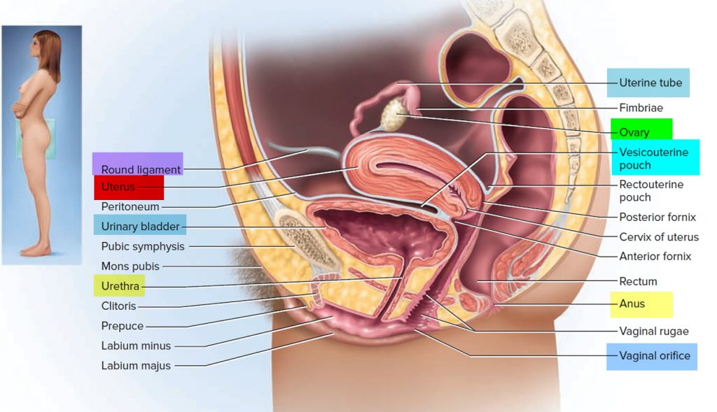 Placenta Accreta Causes Symptoms Diagnosis Risk Factors Treatment