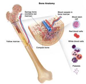 Erythropoietin Epo Function Erythropoietin Therapy Side Effects