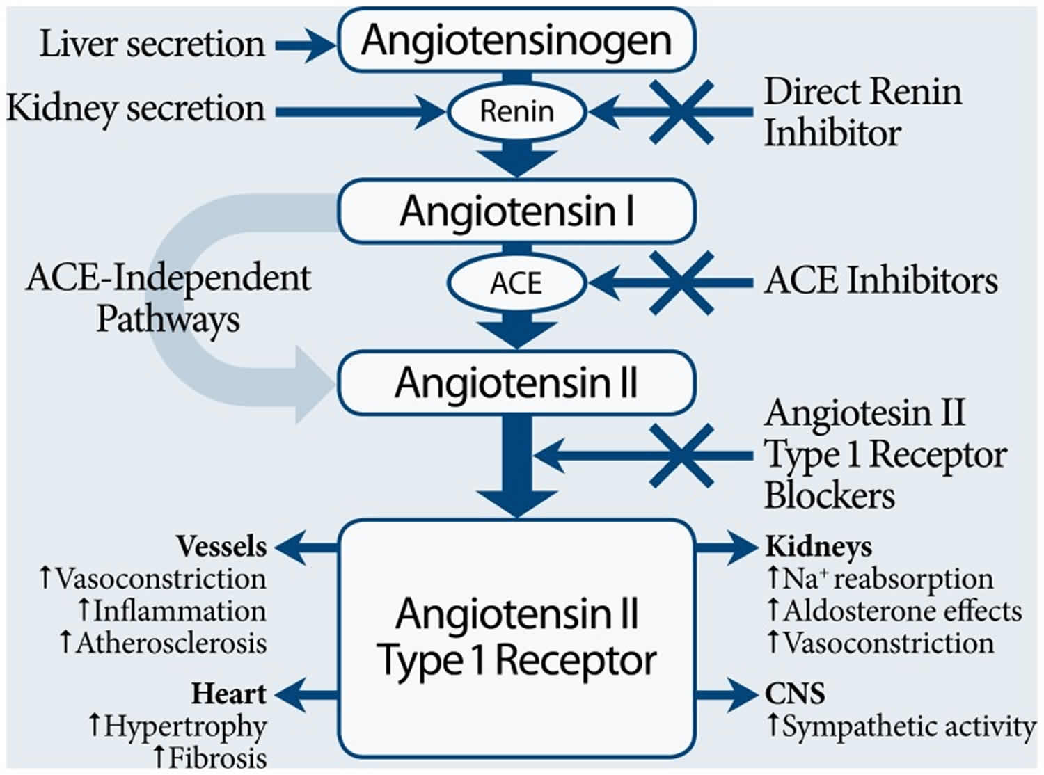 Angiotensin Renin Angiotensin Aldosterone System Angiotensin 2 Function