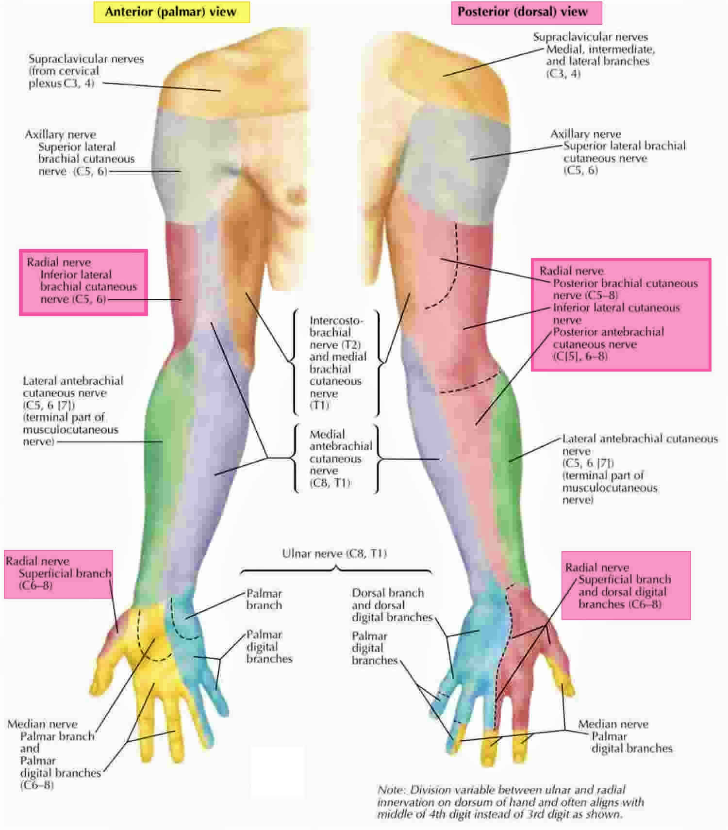 Nerve Compression Causes Symptoms Diagnosis Treatment