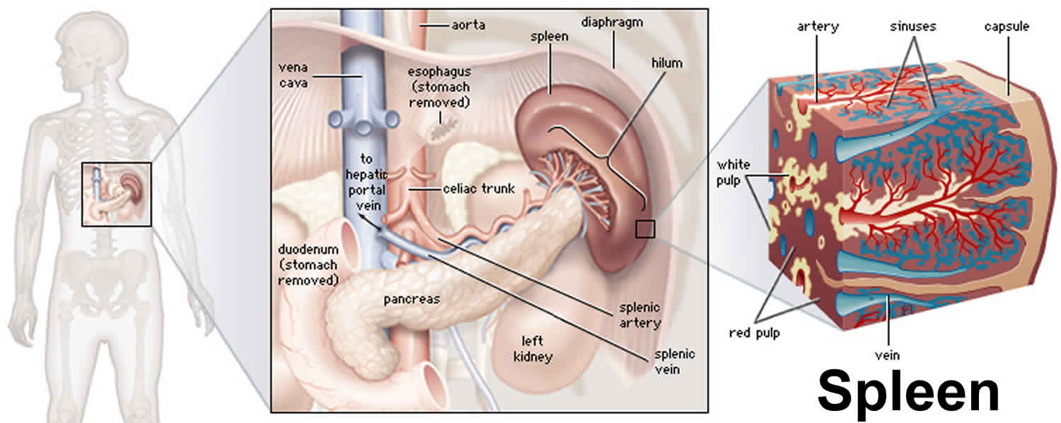 Анатомия человека селезенка расположение
