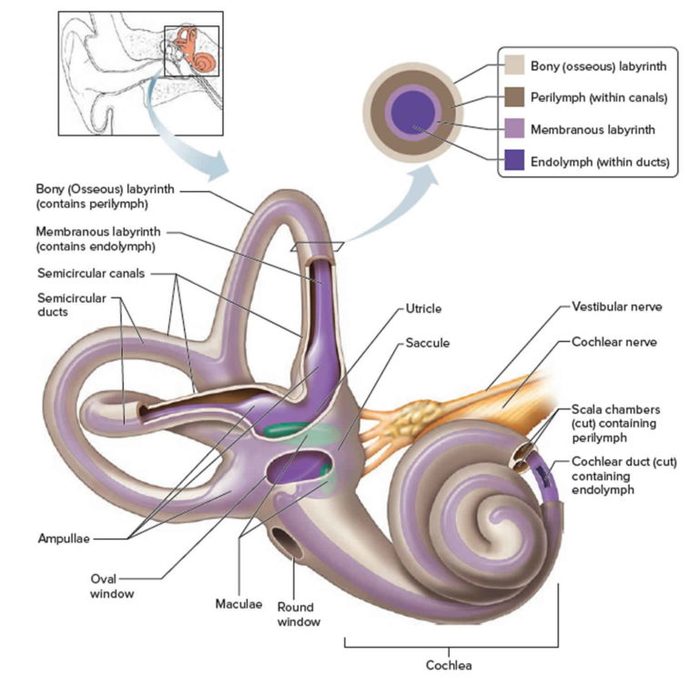 Diagram Of Vestibular System Vestibular System Diagram