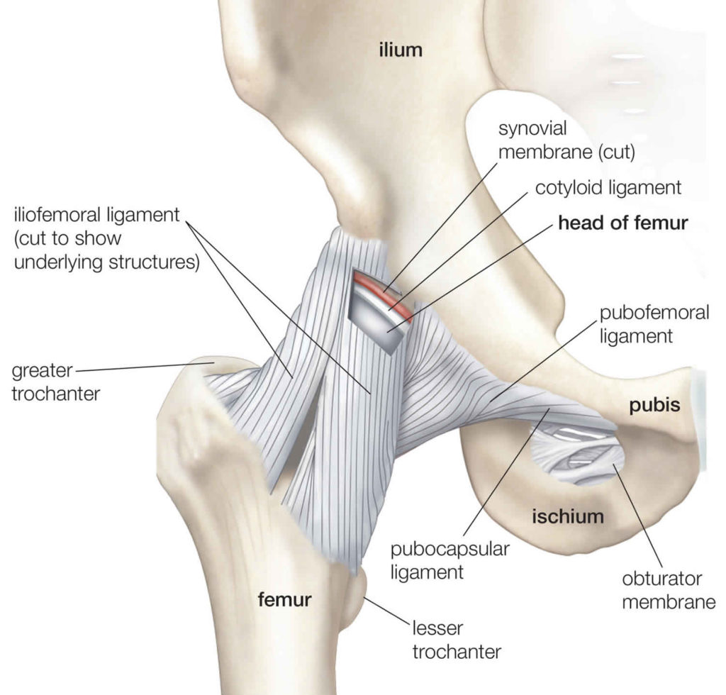 Snapping Hip Syndrome Causes Symptoms Diagnosis Treatment