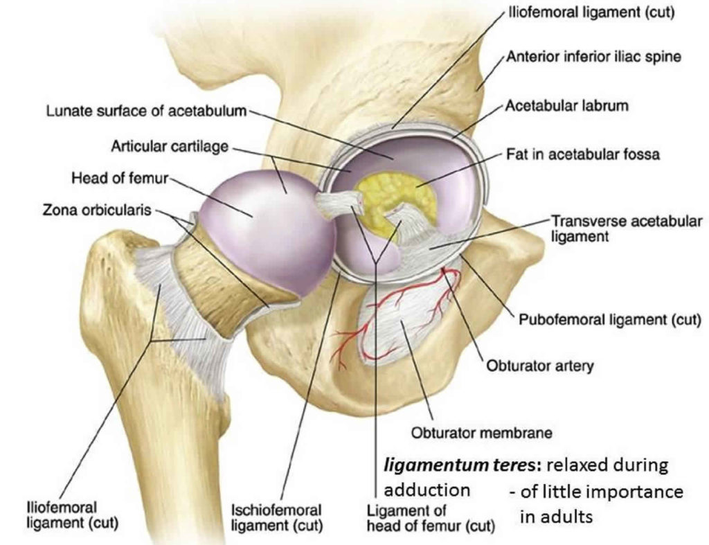 Snapping Hip Syndrome Causes Symptoms Diagnosis Treatment