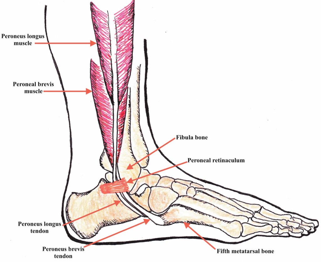 Plantar Foot Tendon Anatomy