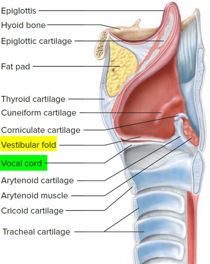 Vocal Cord Cyst Causes Symptoms Diagnosis Treatment Prognosis