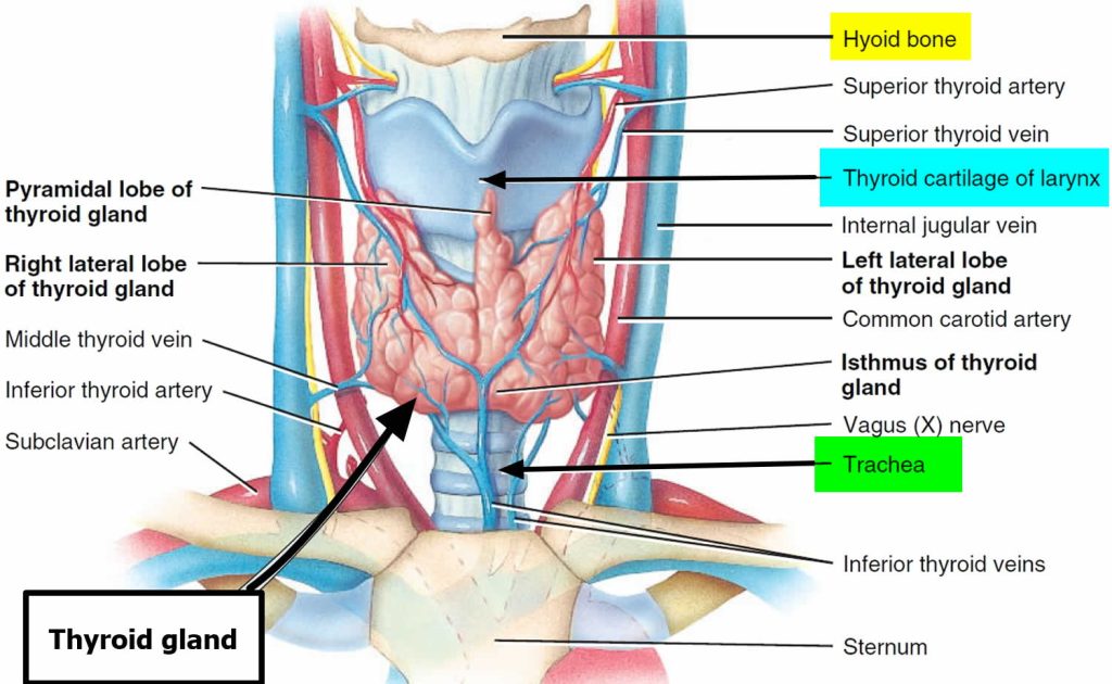 Thyroid Gland Location Function Hormones Problems And Surgery