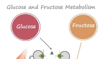 How body metabolises sugar