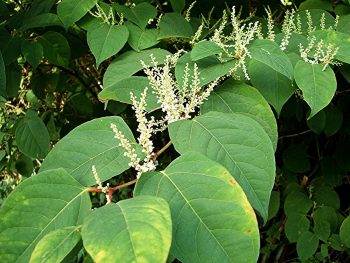 Japanese Knotweed or Fallopia Japonica Uses, Benefits, Side Effects