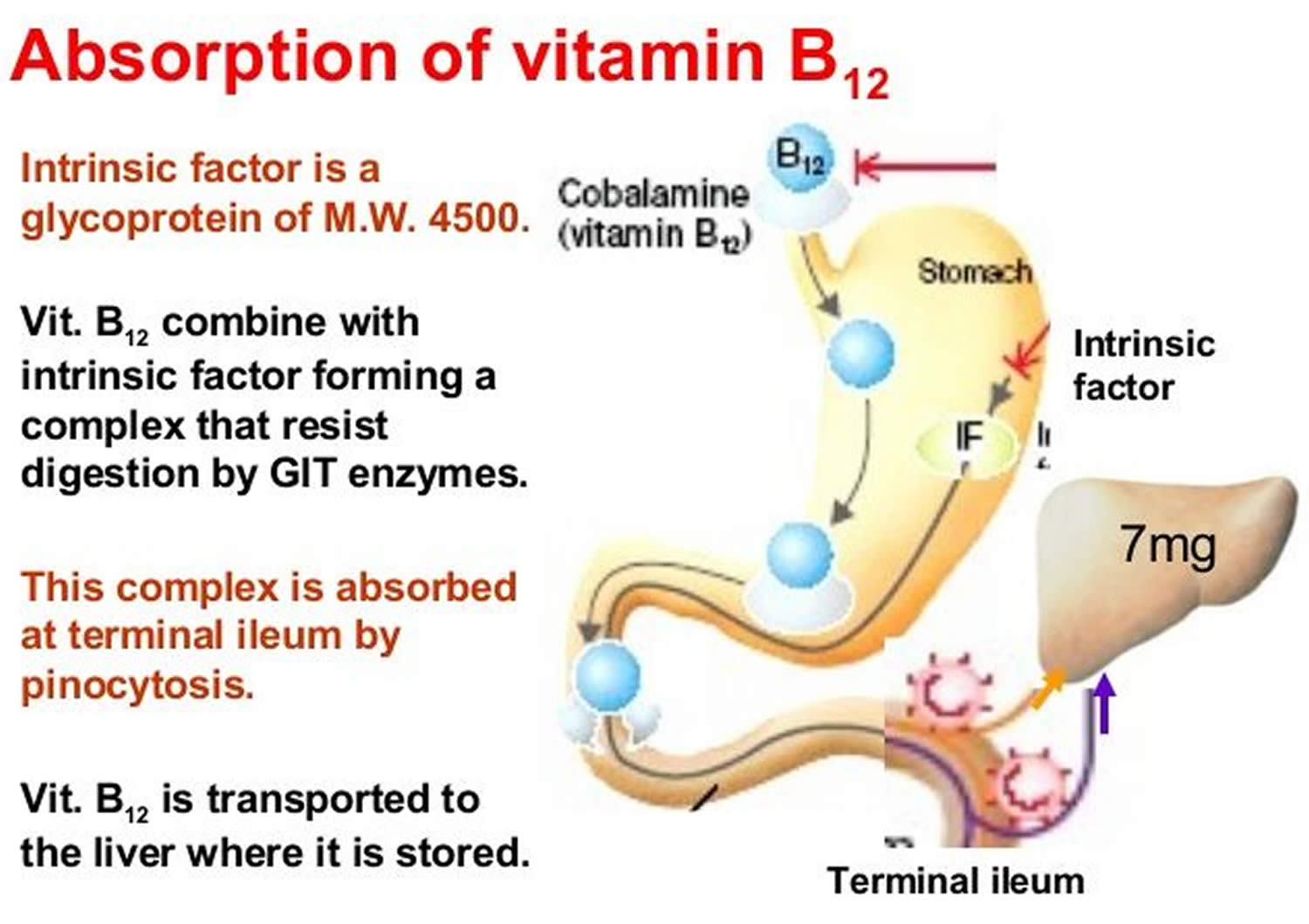 Vitamin B12 absorption and transport
