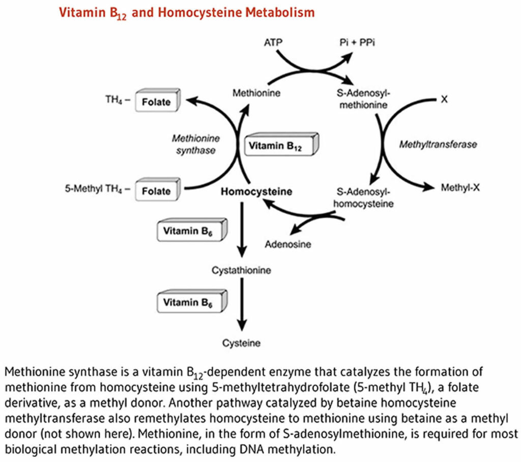 Vitamin B12 - Foods, Supplements, Deficiency, Benefits, Side Effects