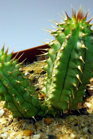 hoodia-gordonii
