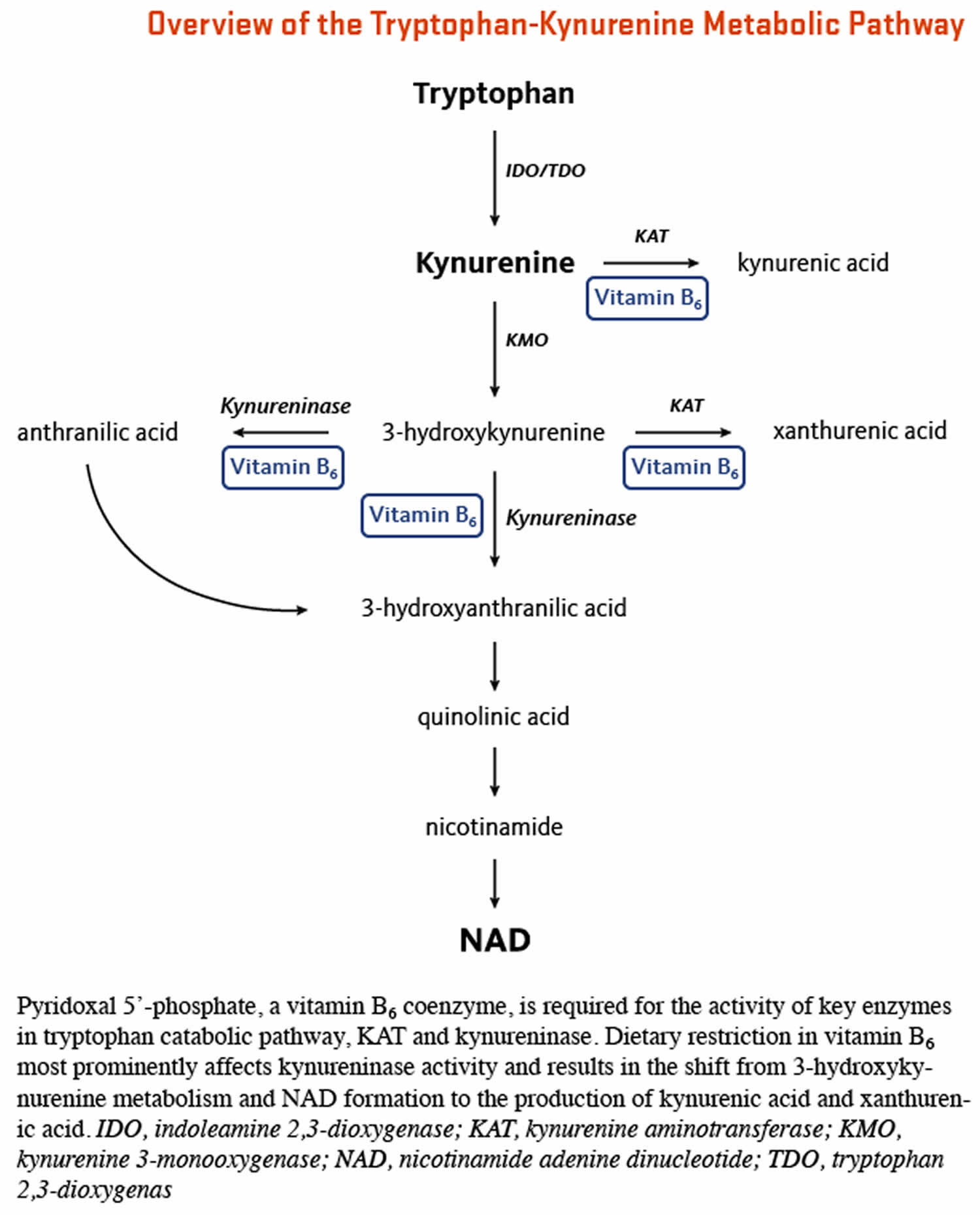 Vitamin B6 Foods, Supplements, Deficiency, Benefits, Side Effects