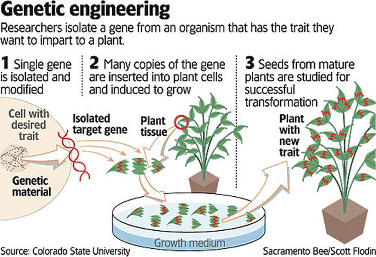 What Is Genetically Modified Food Gm Foods Pros And Cons 6421