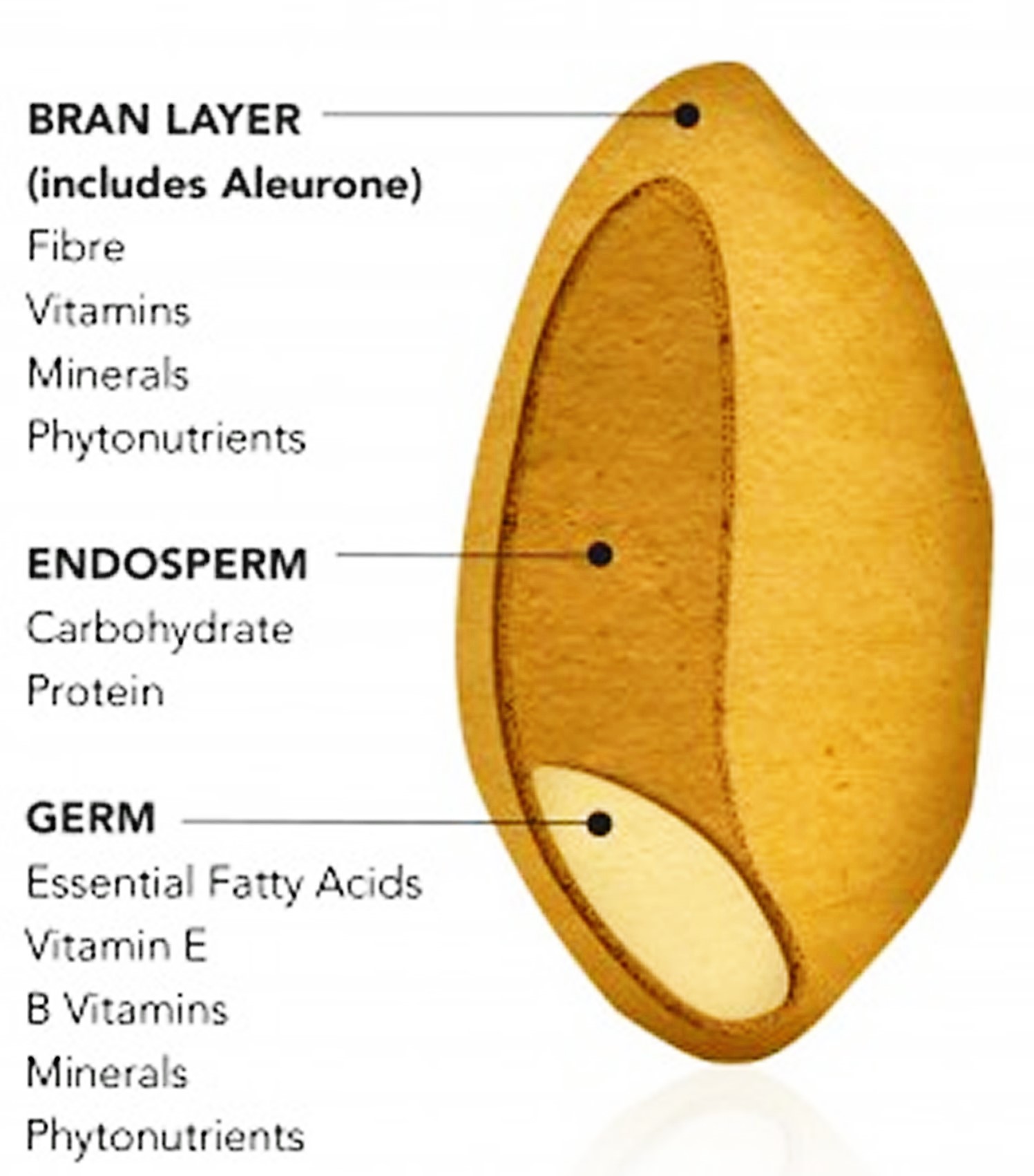 What is Whole Grain Whole Grain vs Whole Wheat