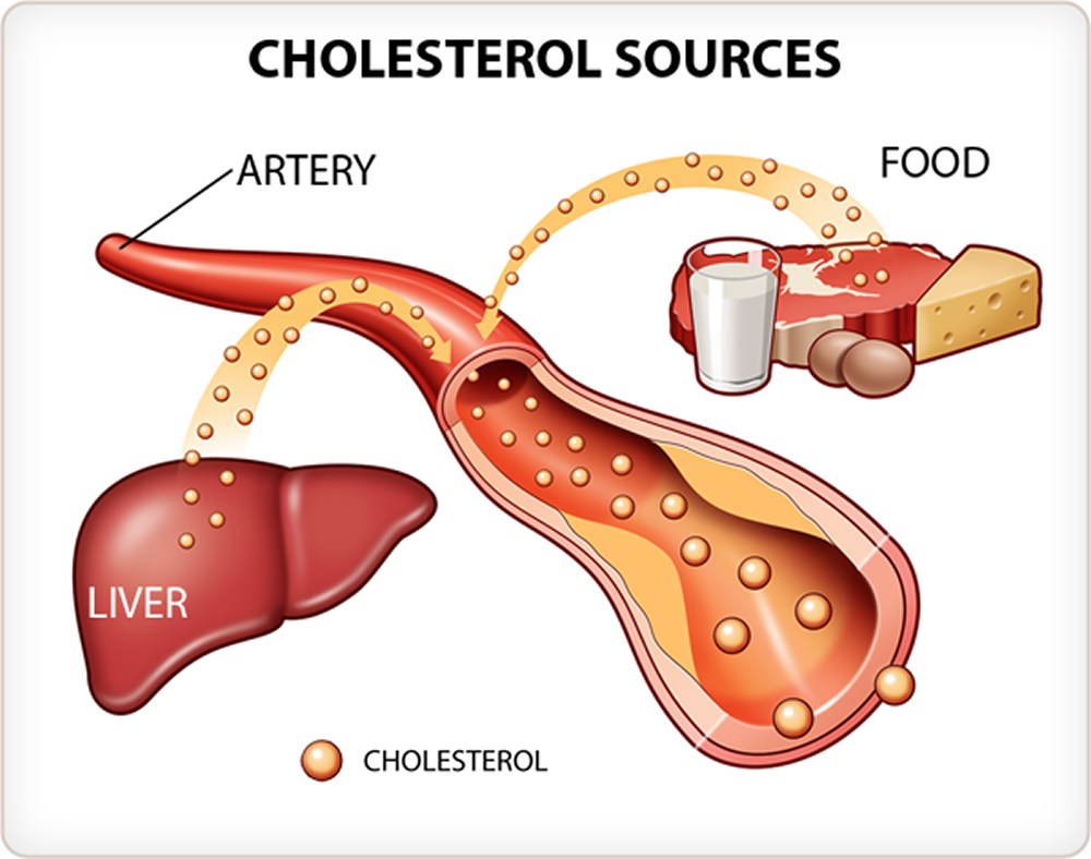 cholesterol source