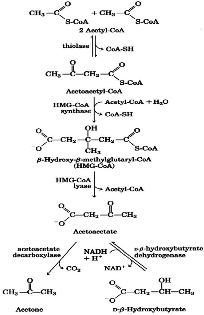 Beta hydroxybutyrate, beta hydroxybutyrate test & supplement