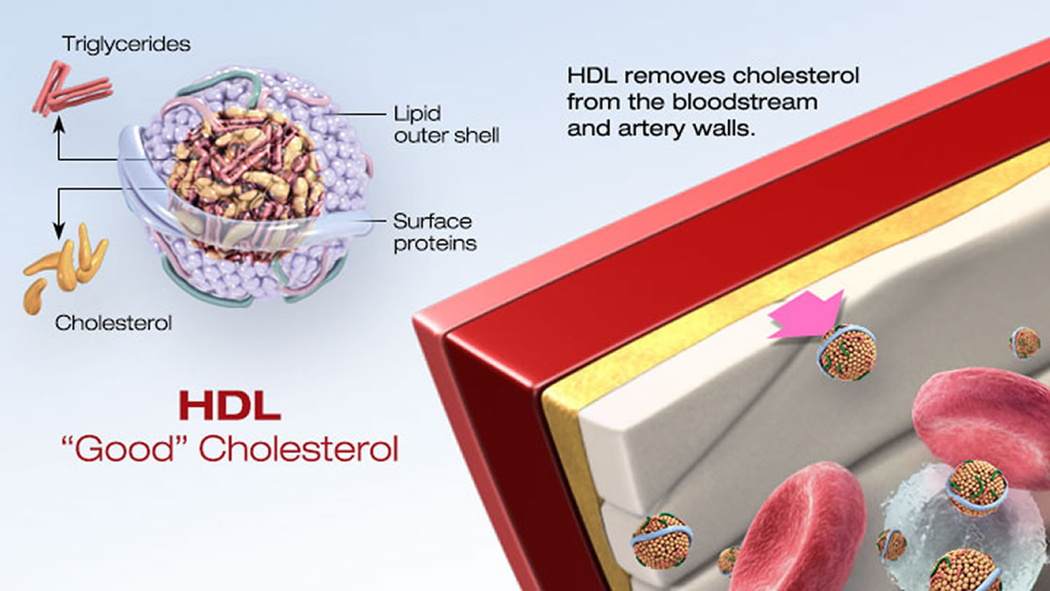 What Is HDL Cholesterol What Is Healthy HDL Cholesterol Range 