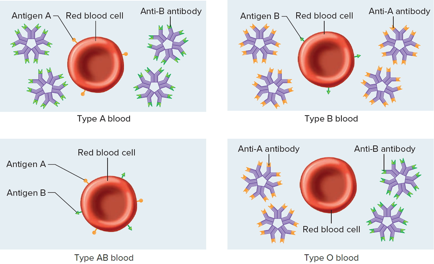 Blood Transfusion - Transfusion Reasons, Reactions, Side Effects