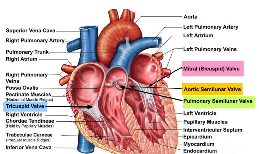 Heart-Valves-Anatomy