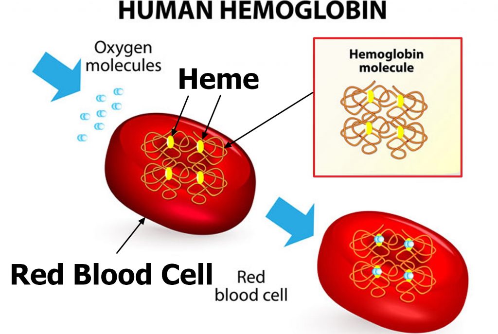 Why is haemoglobin good at its job