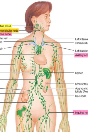 Locations-of-major-lymph-nodes