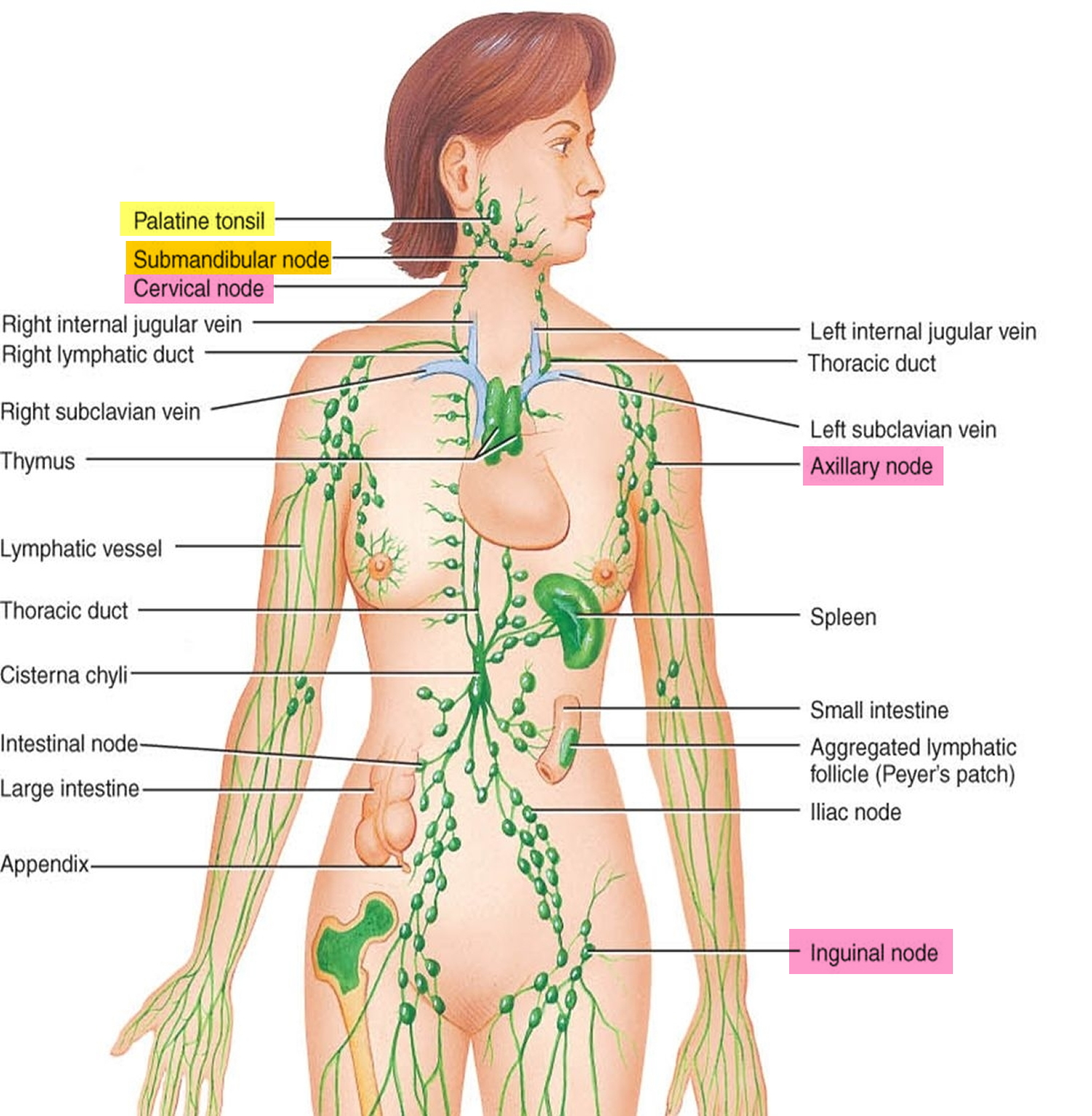 back of neck lymph node swollen