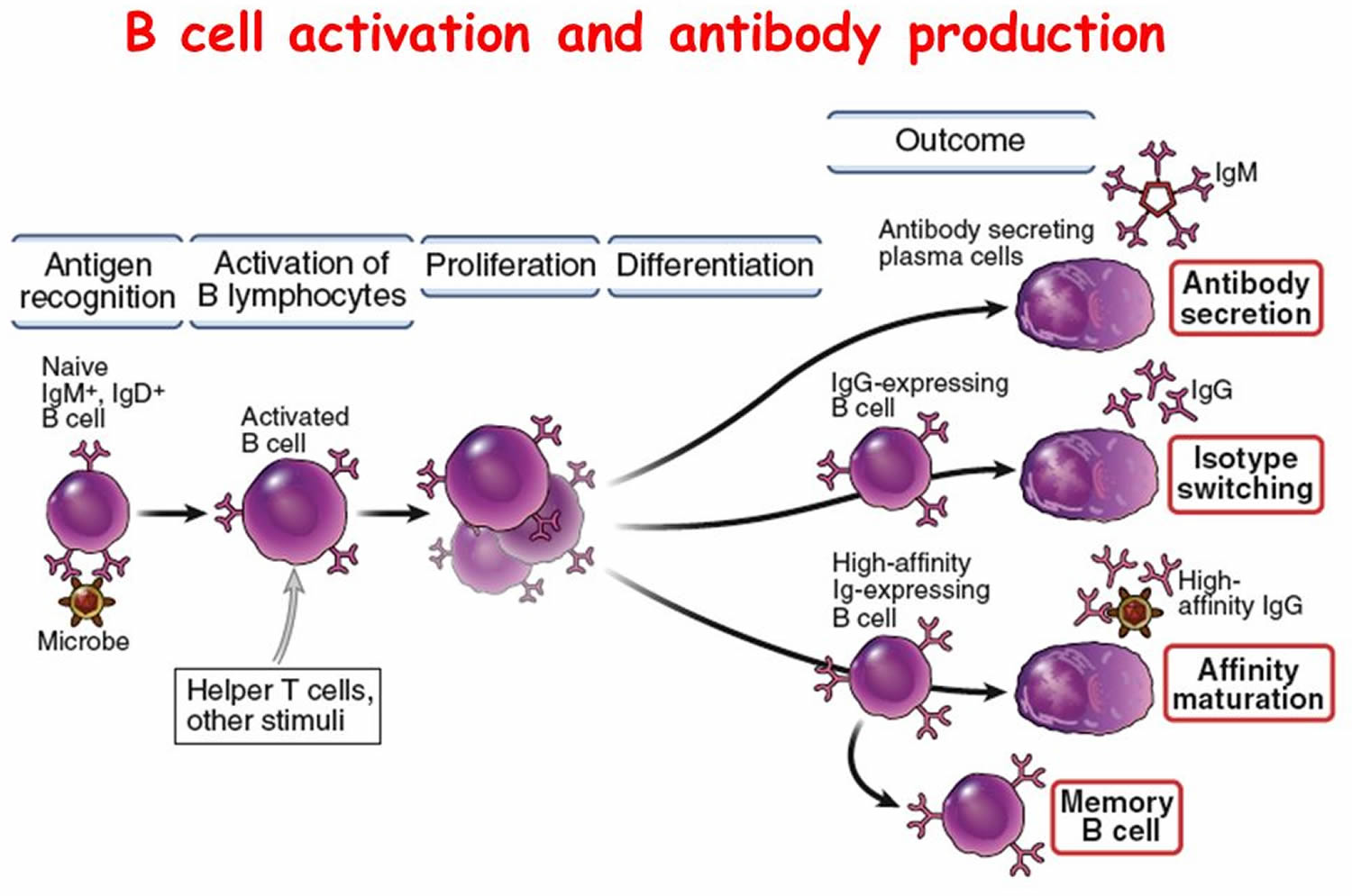 Ms cell. Ms cell