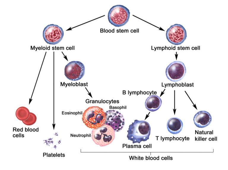 Lymphocytes function, types, normal range & causes of high or low ...