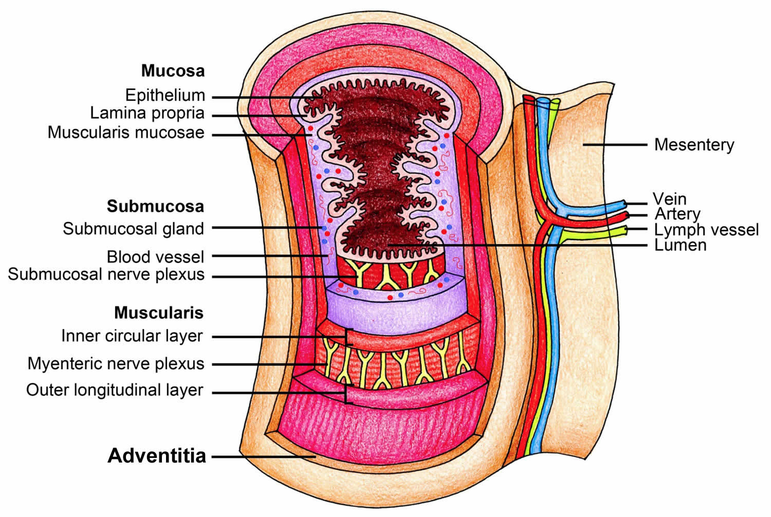 Задняя стенка пищевода. Esophagus Anatomy. Esophagus structure. Пищевод строение анатомия. Схема пищевода и желудка человека.