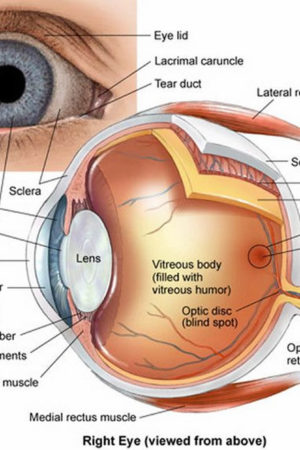 human eye anatomy