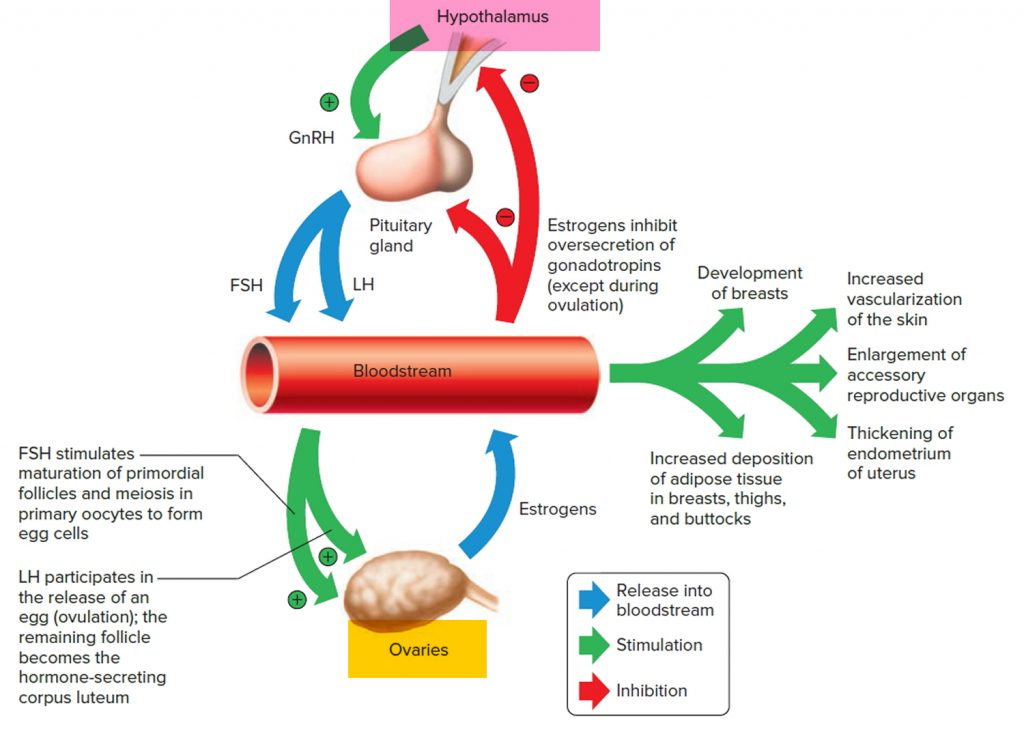 Ovaries - Function, Location, Hormones Produced. What Control It?