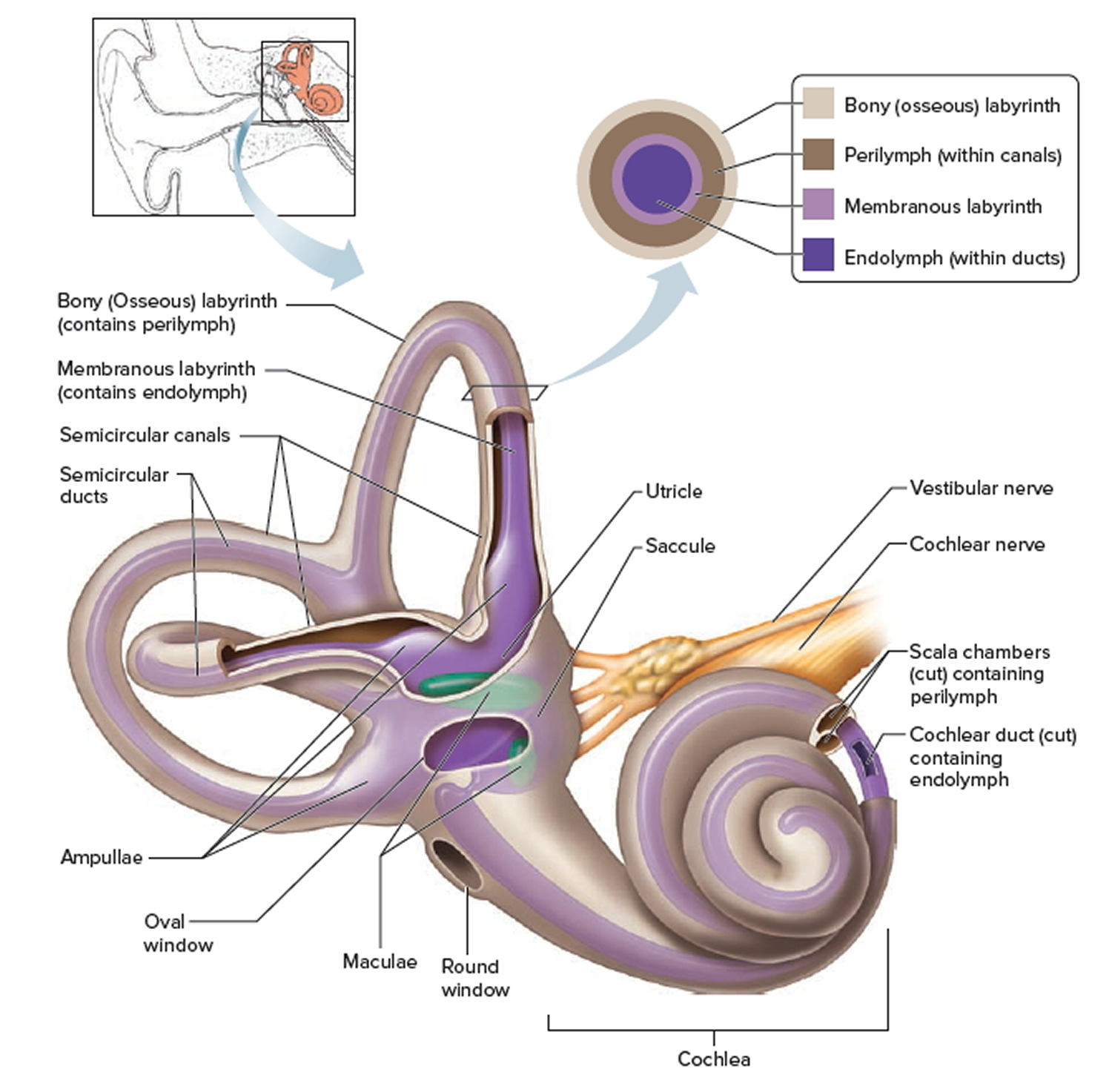 perilymph-fistula-causes-symptoms-diagnosis-treatment-prognosis