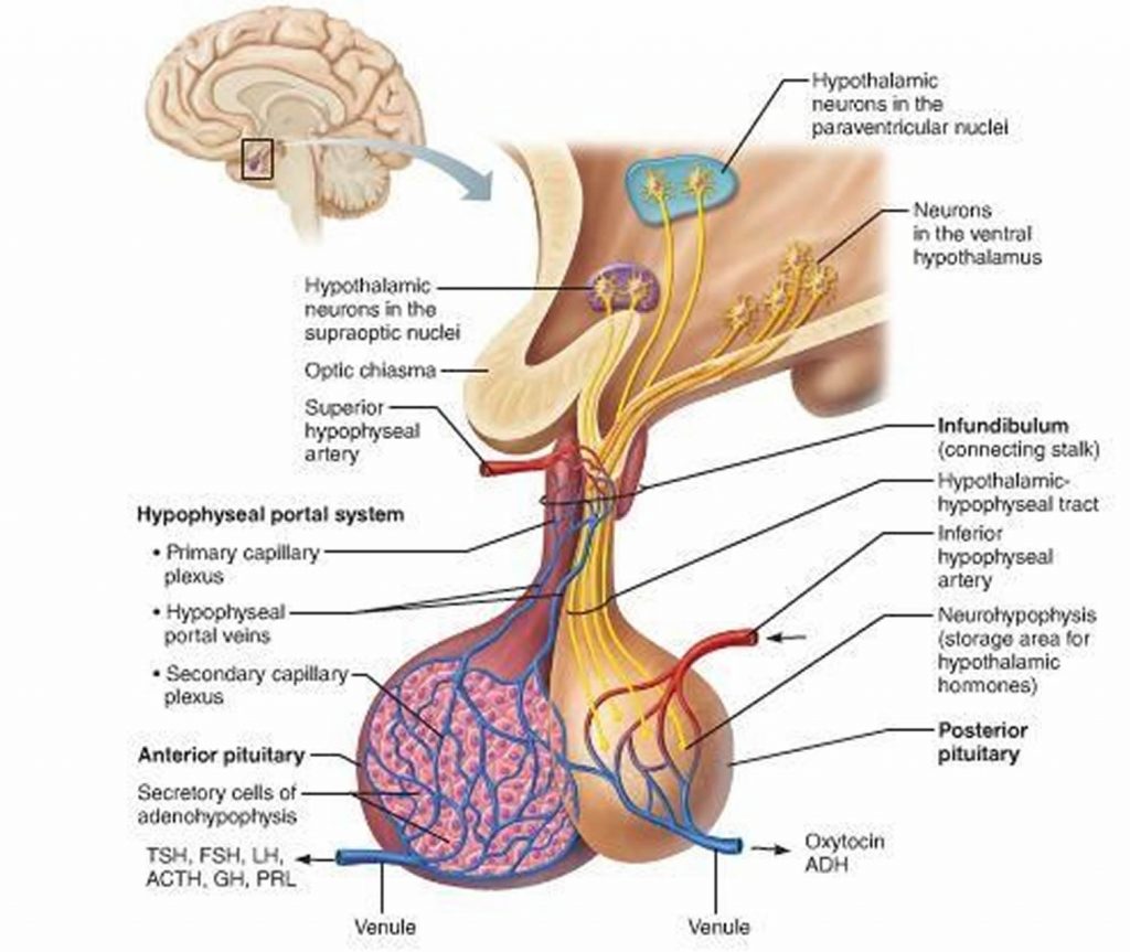 empty-sella-syndrome-causes-risk-factors-symptoms-diagnosis-treatment