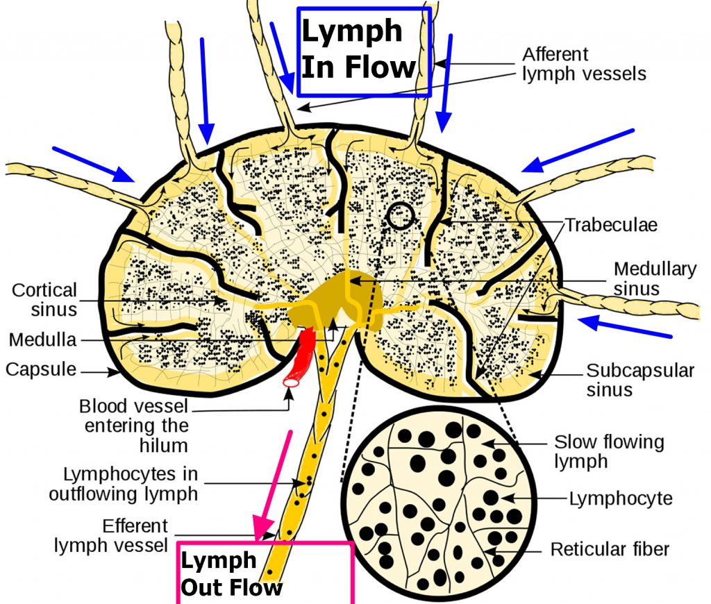 Lymph Nodes Gross Anatomy