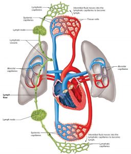 Lymph Nodes - Causes of Swollen Lymph Nodes in Neck, Groin, Armpit