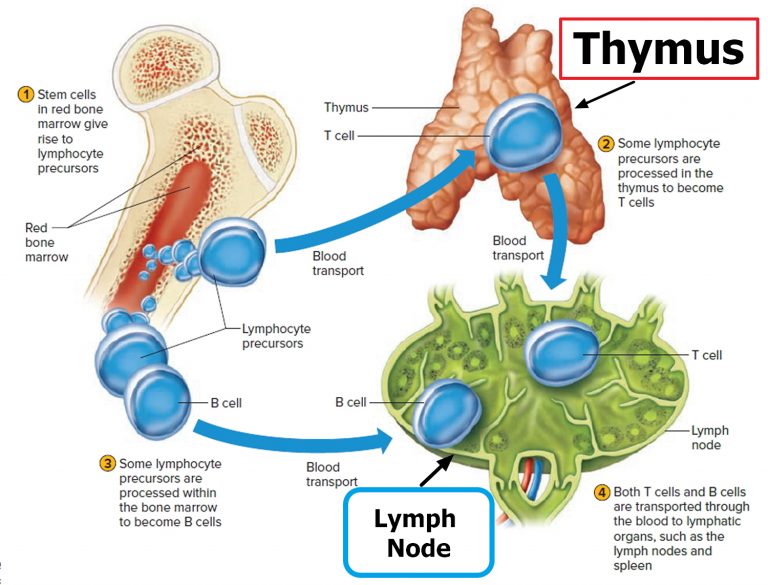 Lymph Nodes Causes of Swollen Lymph Nodes in Neck, Groin, Armpit