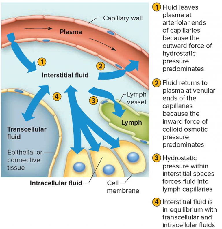 extracellular fluid consists of