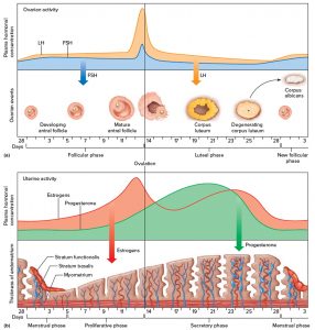 Follicle stimulating hormone function, source, FSH blood test & FSH levels