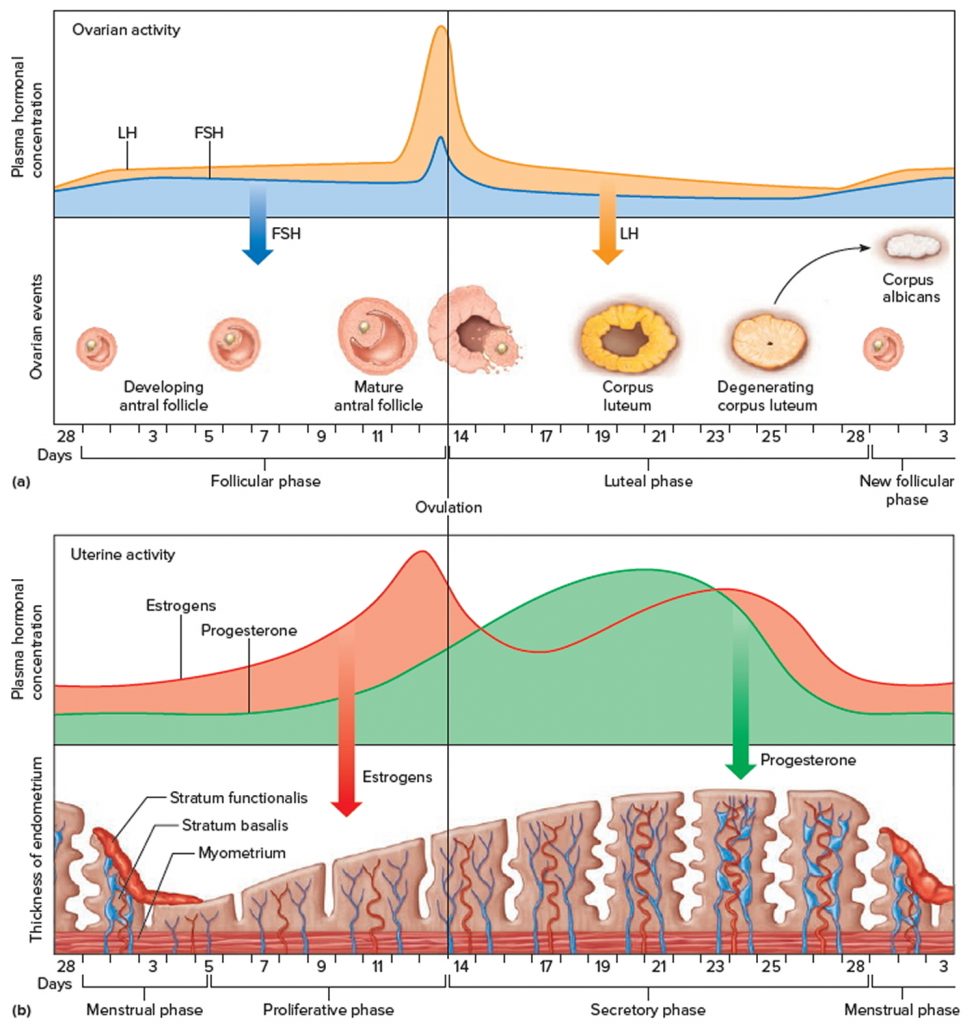 luteinizing-hormone-function-luteinizing-hormone-test-and-normal-range