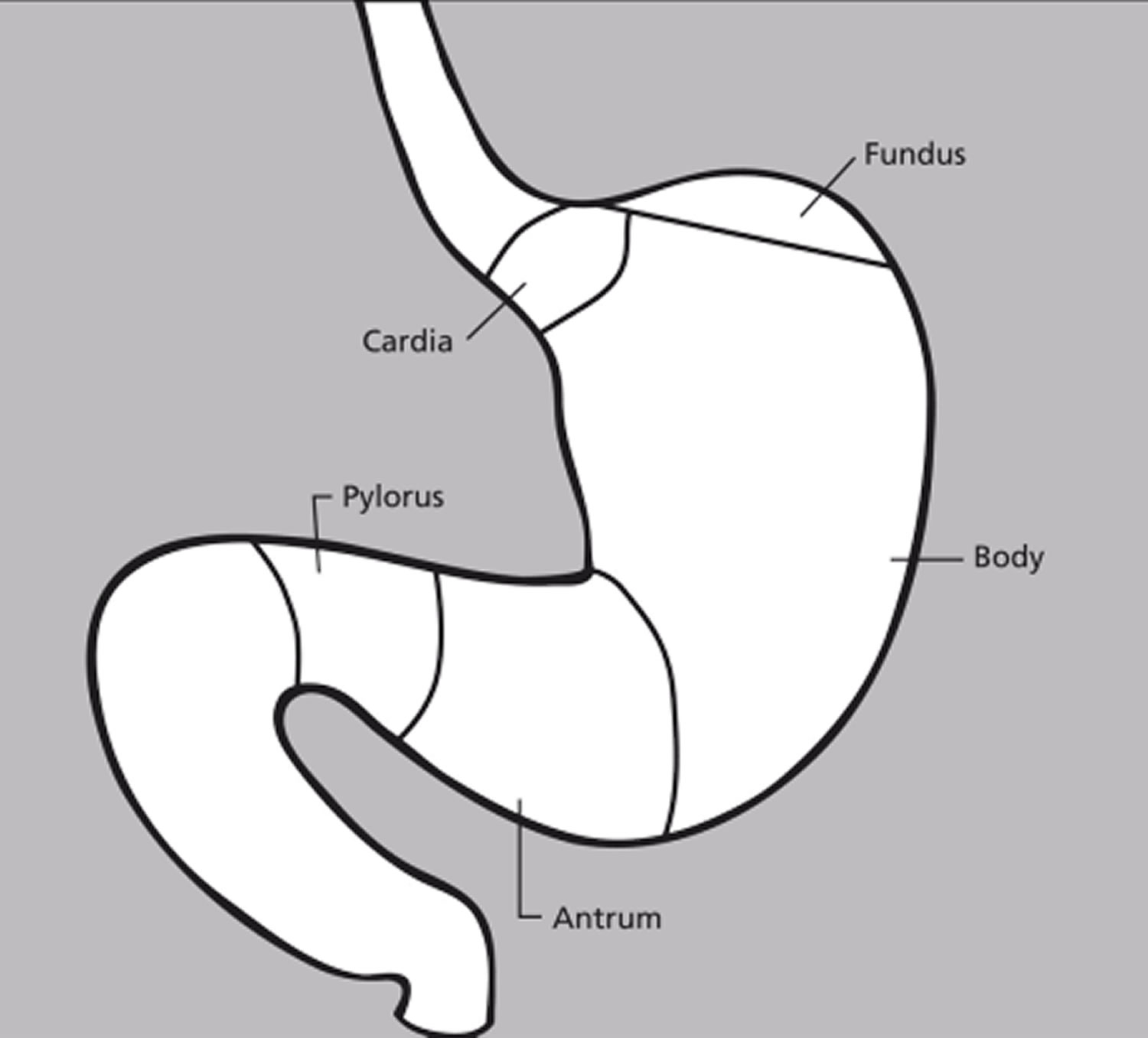 The Stomach Organs Parts Anatomy Functions Of The Human Stomach