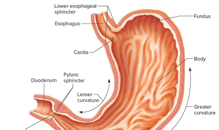 parts of the stomach