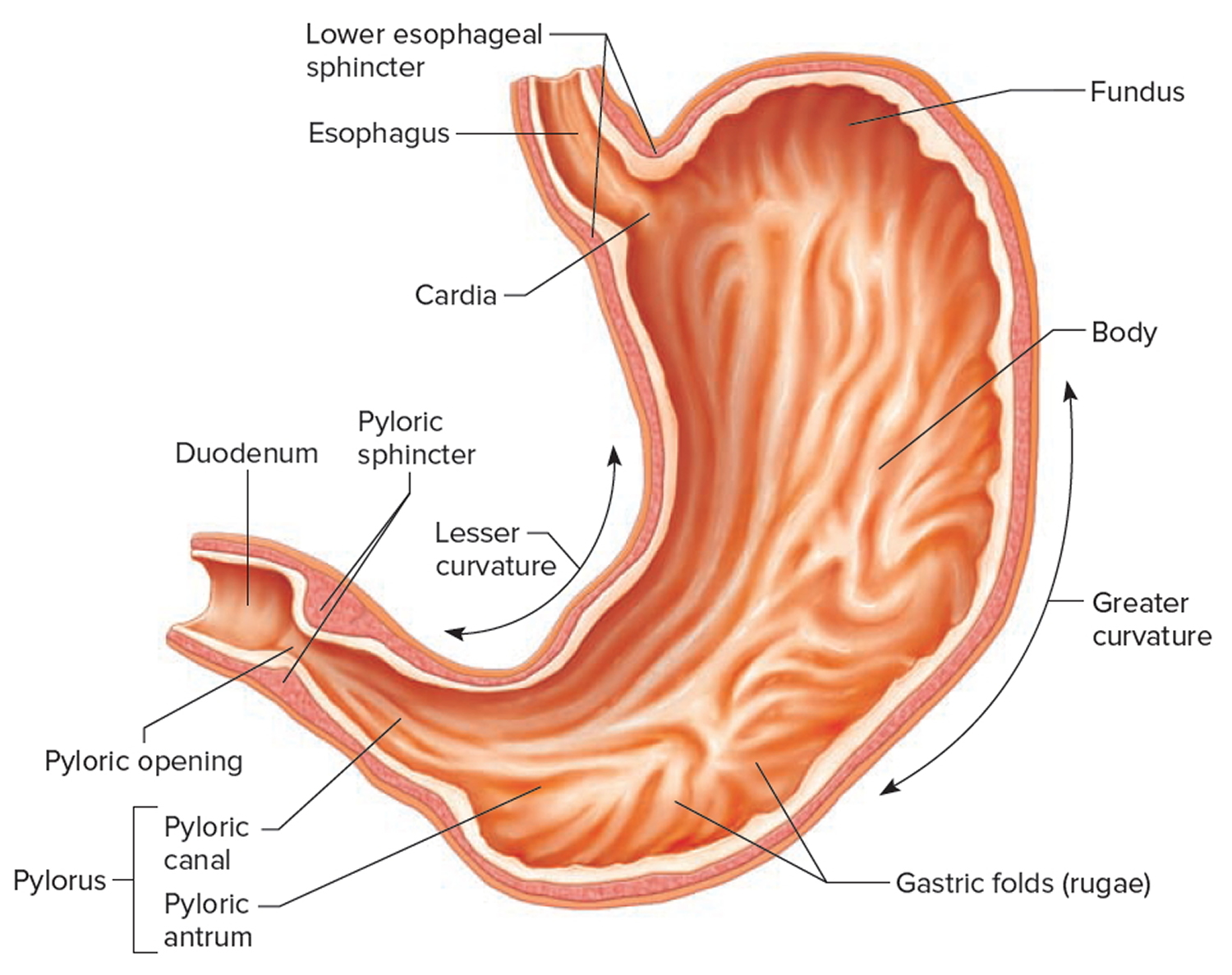 human stomach diagram