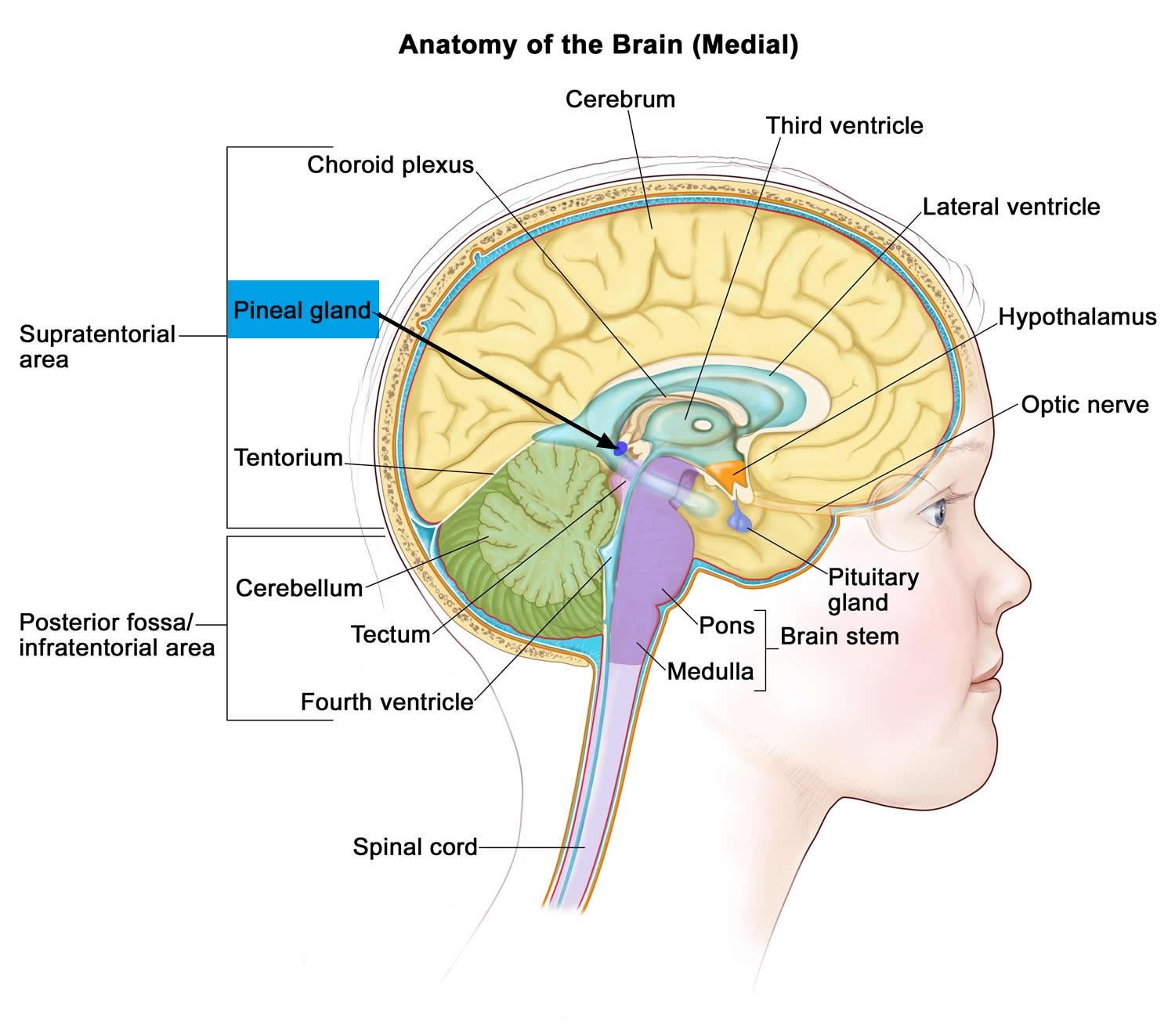 Pineal Gland & its Function Cyst & Calcified Pineal Gland