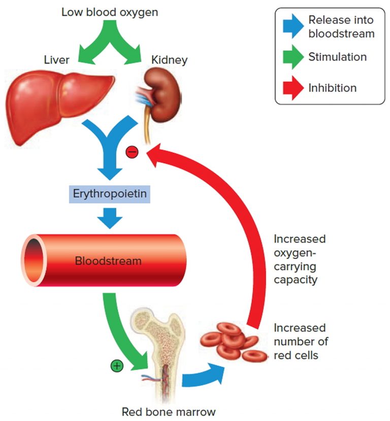 Hematocrit - Normal Range & Levels, Causes Of Low or High Hematocrit