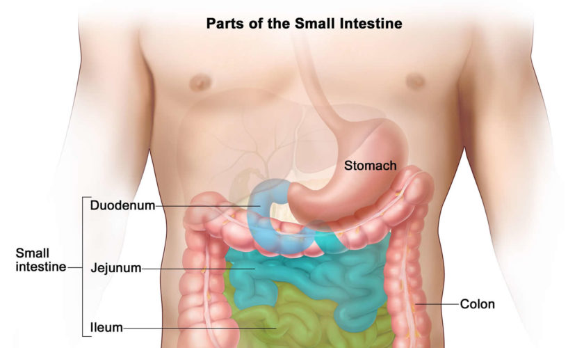 small intestine cancer