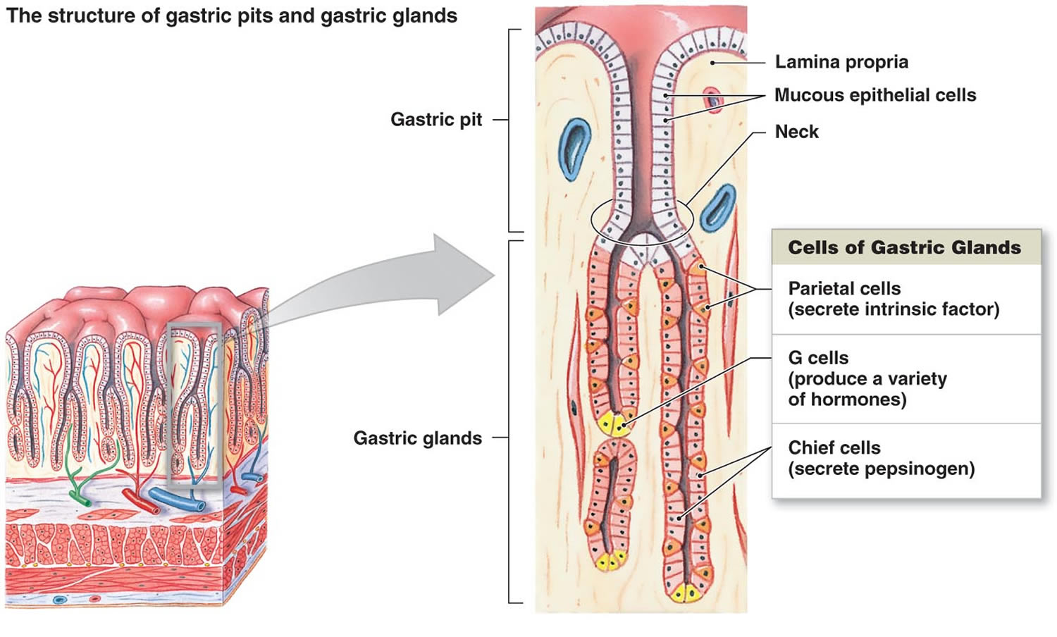 Pepsin enzyme function, source of production and where is pepsin found